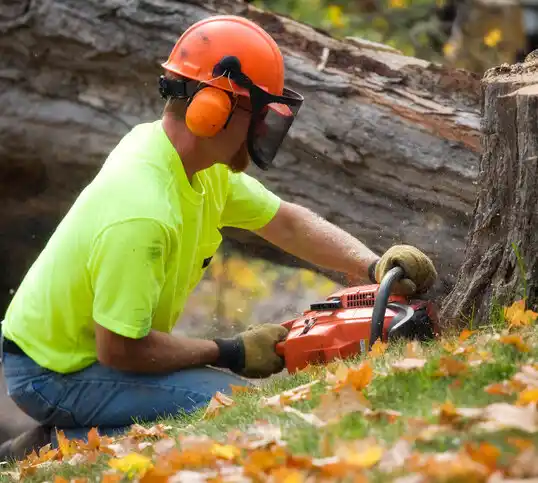 tree services Bloomville